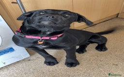 Mixed Breed dogs for sale: 6 month old poppy looking for a forever home  - Image 5