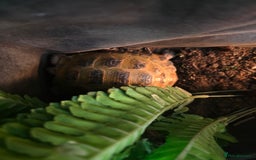 Tortoise reptiles for sale: Horsefield tortoise  - Image 5