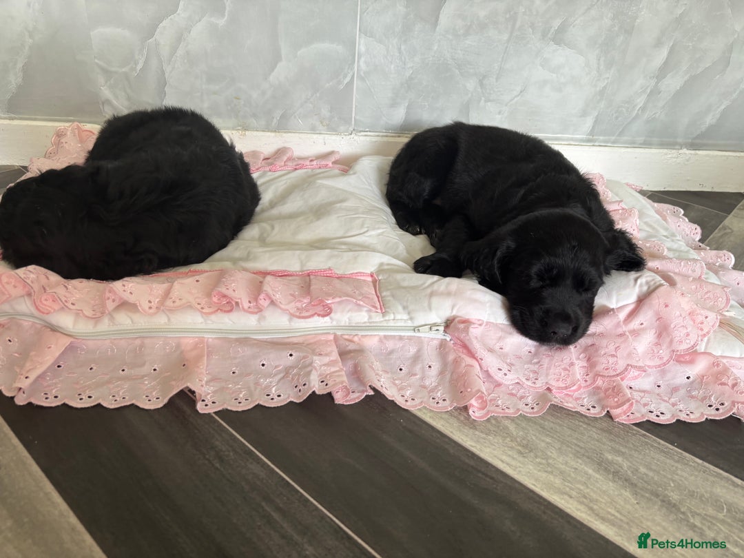 Cockerdor dogs for sale: 3 beautiful cockerador baby’s  - Image 8