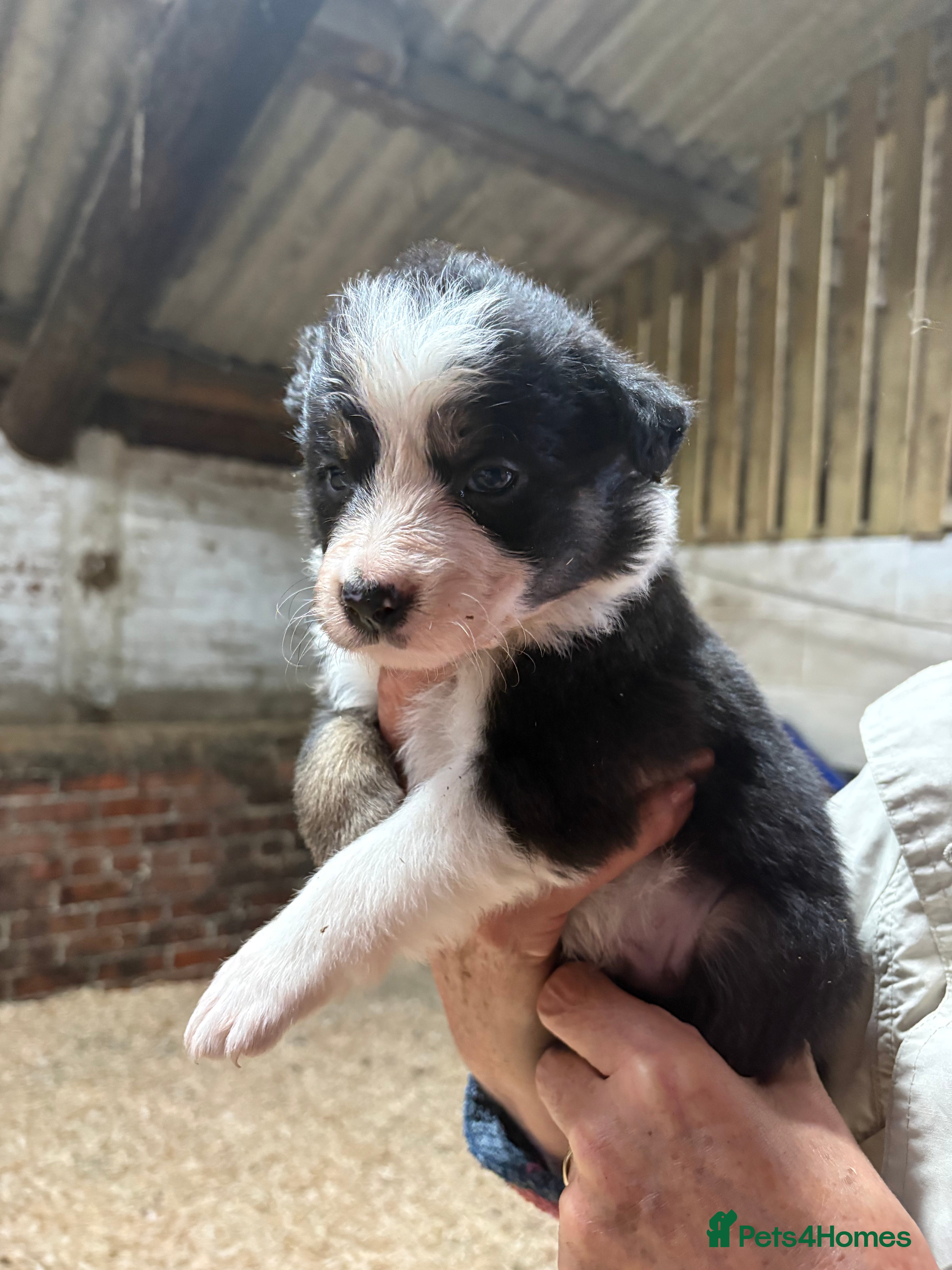 Border Collie dogs Farm Bred Border Collie puppies  - Advert 2