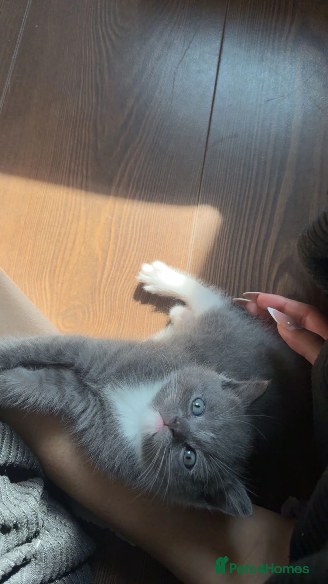 British Shorthair cats for sale: British shorthair kittens - Advert 2