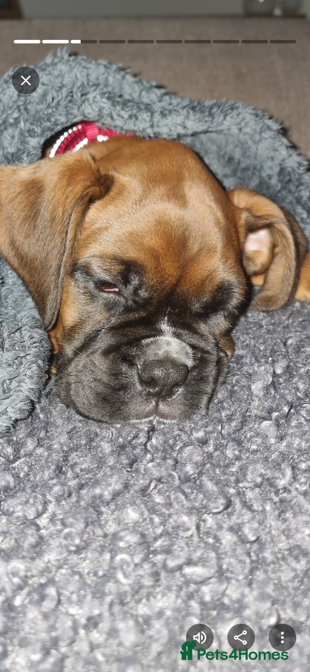 Boxer dogs for stud: Male boxer aged 2 ready for stud duties 🥰 - Advert 11