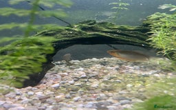 Gouramis fish for sale: 5 beautiful paradise fish and 1 pearl gourami - Image 3