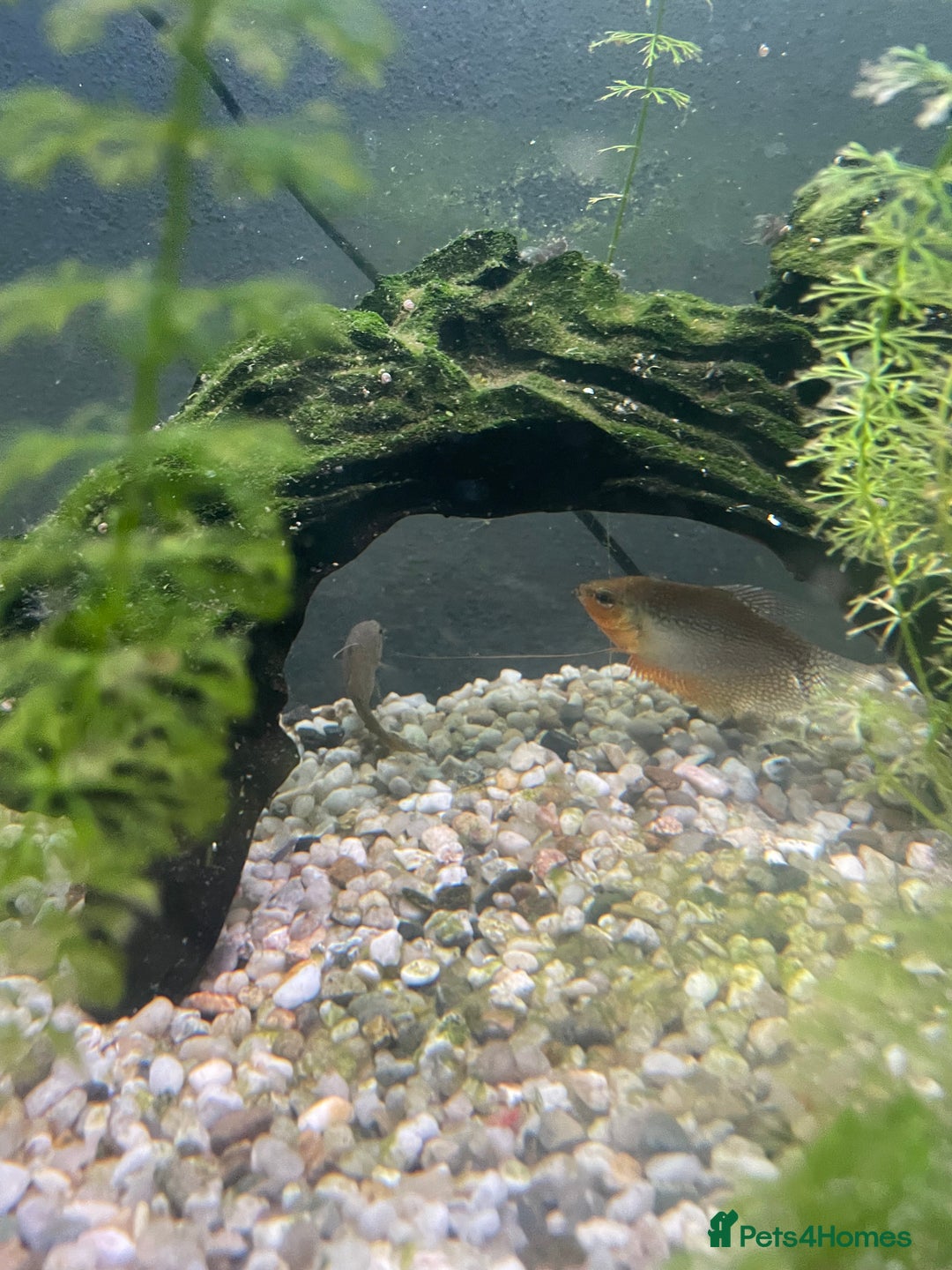 Gouramis fish for sale: 5 beautiful paradise fish and 1 pearl gourami - Image 3
