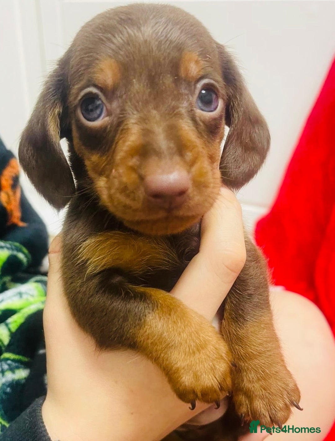 Miniature Dachshund dogs for sale: Miniature dachshunds - Advert 9