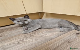 British Shorthair cats for sale: British shorthair kittens for sale   - Advert 5
