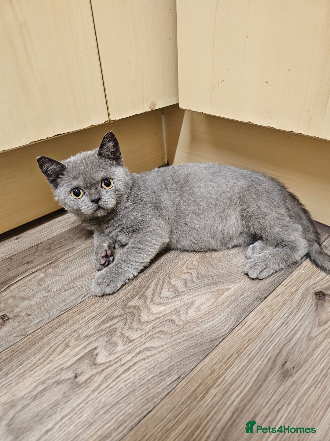 British Shorthair cats for sale: British shorthair kittens for sale   - Advert 5