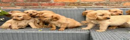 Labradoodle dogs for sale: Beautiful F1 Mini Labradoodle Puppies  - Advert 9