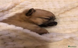 Pomchi dogs for sale: Meet dollys Beautiful pomchi puppies  - Image 7