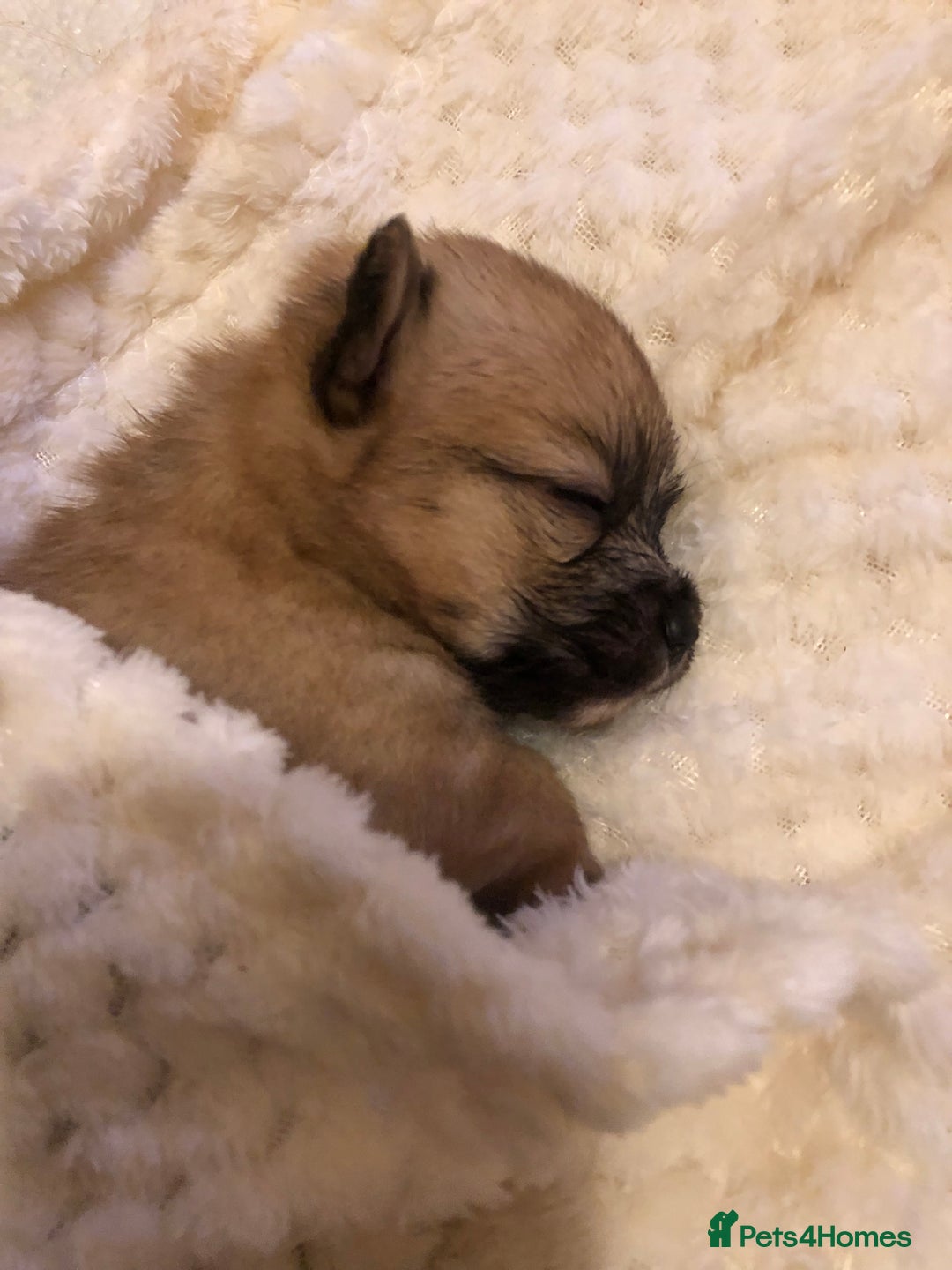 Pomchi dogs for sale: Meet dollys Beautiful pomchi puppies  - Image 7
