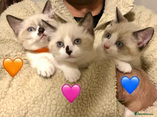 Ragdoll cats Looking for perfect furry companion? - Advert 5