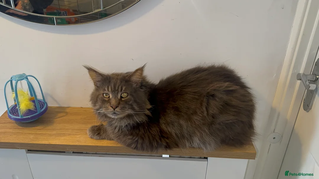 Maine Coon cats for sale: TICA MAINE COON KITTENS - Advert 14