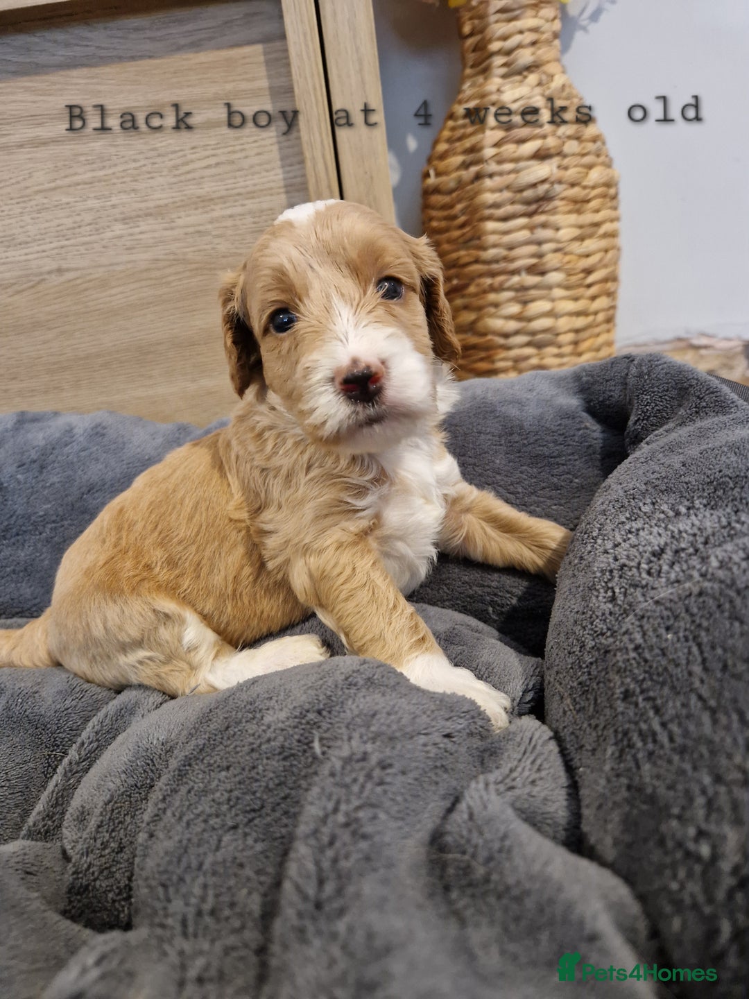 Australian Labradoodle dogs for sale: Stunning Australian labradoodles - Image 7