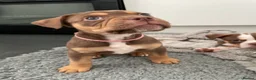 Old Tyme Bulldog dogs for sale: 8 OLD TYME BULLDOGS FOR SALE in London - Advert 3