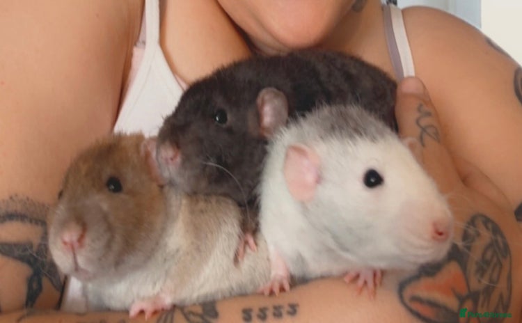 Rat rodents - Advert 12