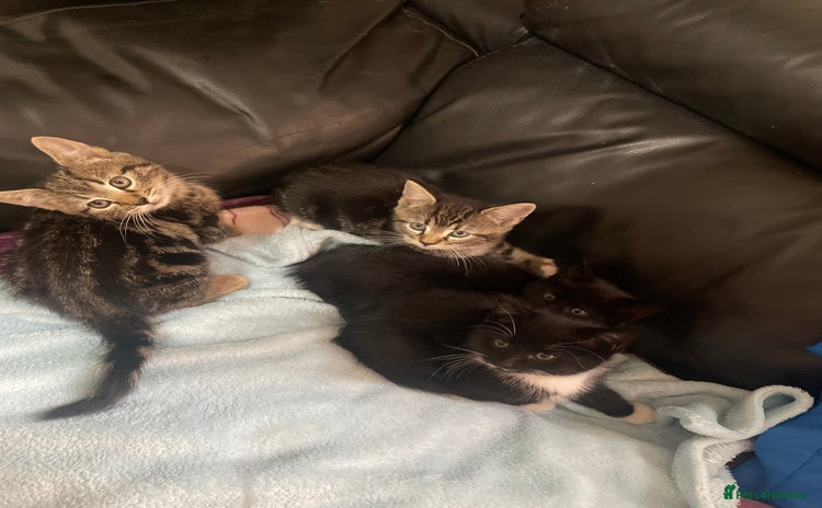 Domestic Shorthair cats - Advert 1