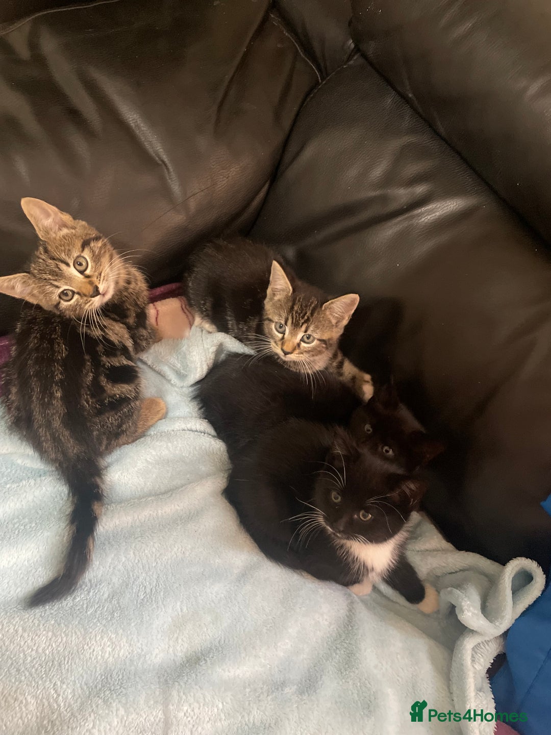 Domestic Shorthair cats for sale: Cheap Kittens for sale - Image 1