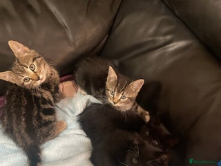 Domestic Shorthair cats - Advert 29