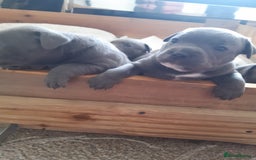 Staffordshire Bull Terrier dogs for sale: CHAMPION BLOOD LINES STOCKY BLUE STAFFY PUPS  - Image 6