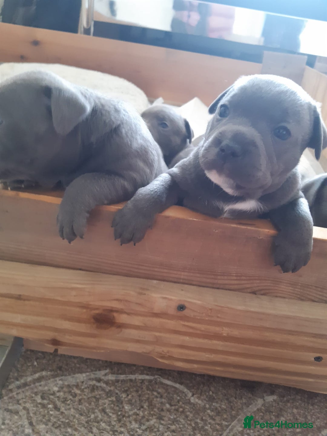 Staffordshire Bull Terrier dogs for sale: CHAMPION BLOOD LINES STOCKY BLUE STAFFY PUPS  - Image 6