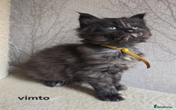 Maine Coon cats for sale: Maine Coon Kittens Tortie/Torbie Russian lines - Image 5