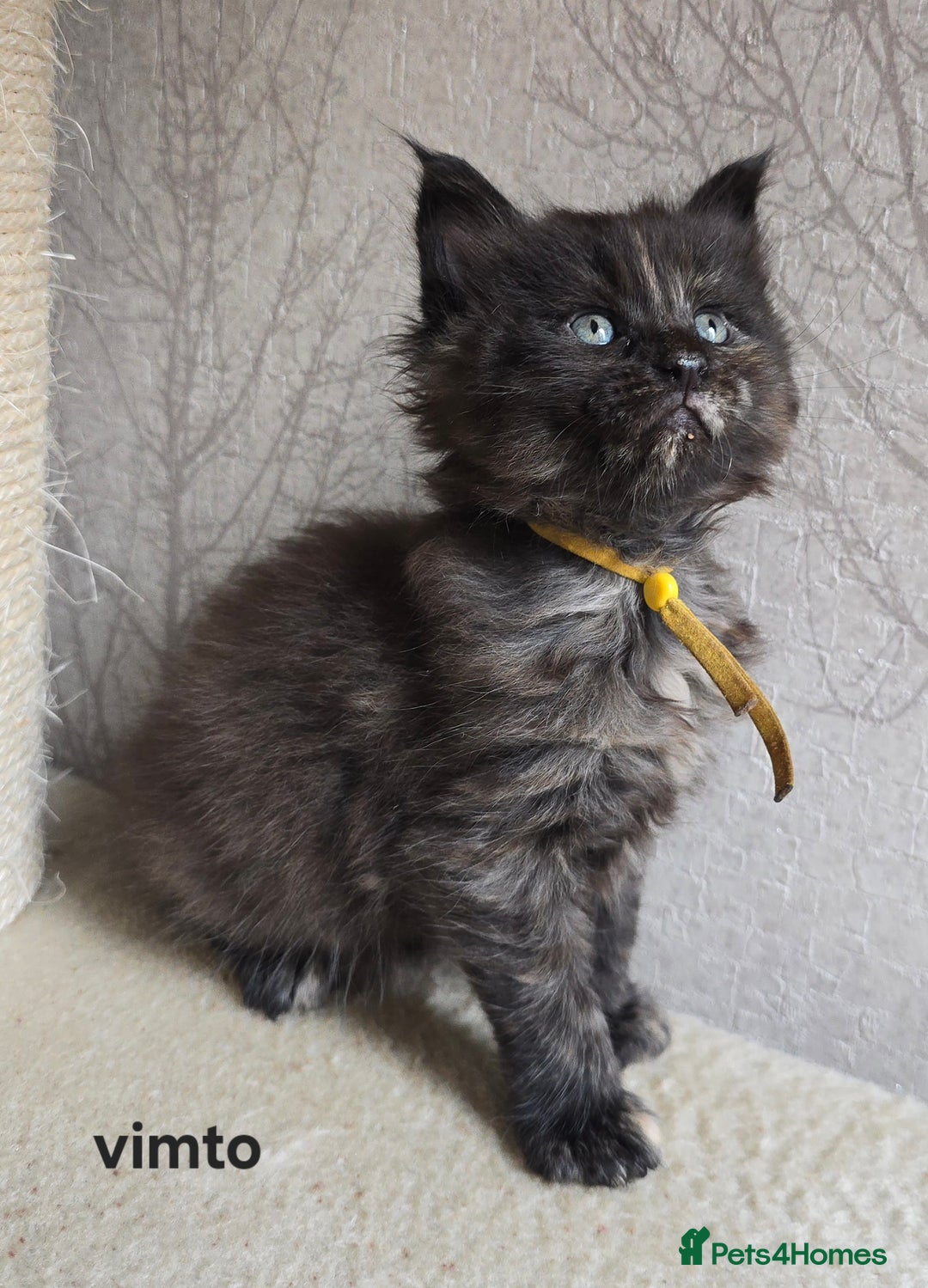 Maine Coon cats for sale: Maine Coon Kittens Tortie/Torbie Russian lines - Image 5