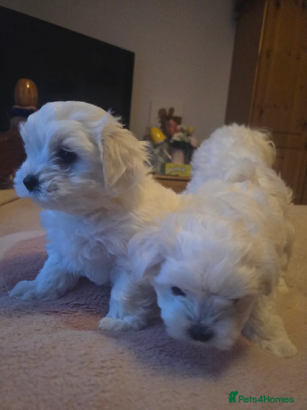 Maltese dogs for sale: 3 fluffy and lovely maltese girls for sale - Advert 11