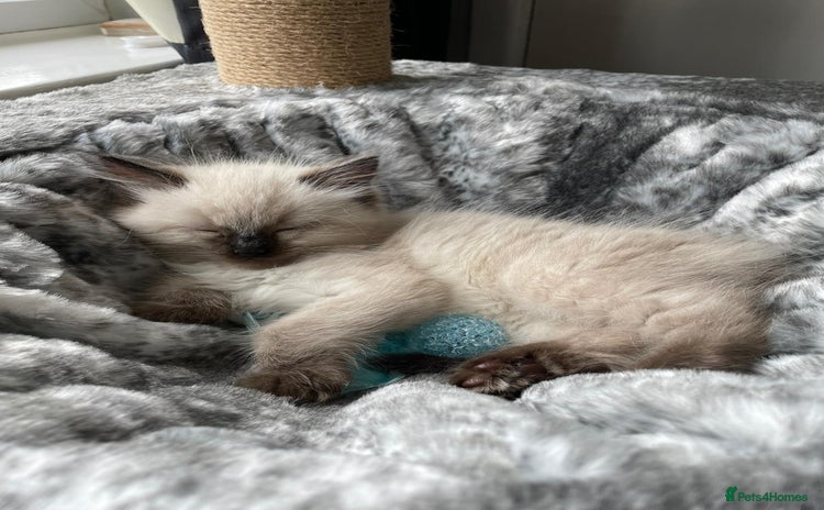 Ragdoll cats - Advert 7