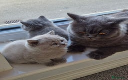 British Shorthair cats for sale: BSH kittens for new home  - Image 1
