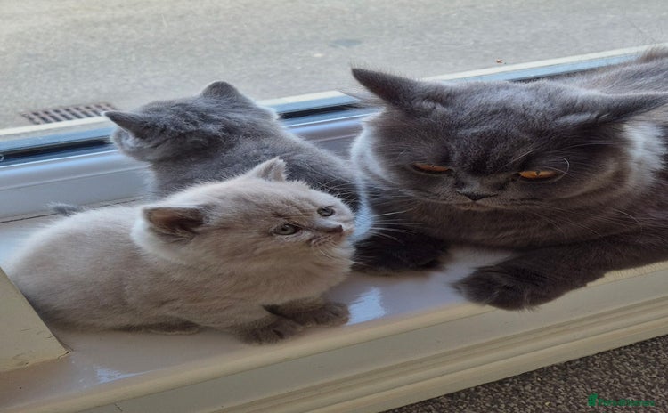 British Shorthair cats - Advert 1