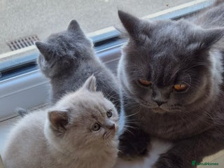 British Shorthair cats - Advert 31