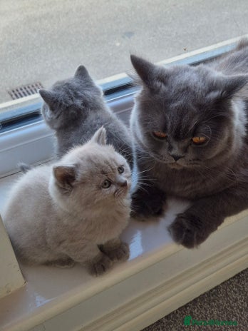 British Shorthair cats - Advert 10