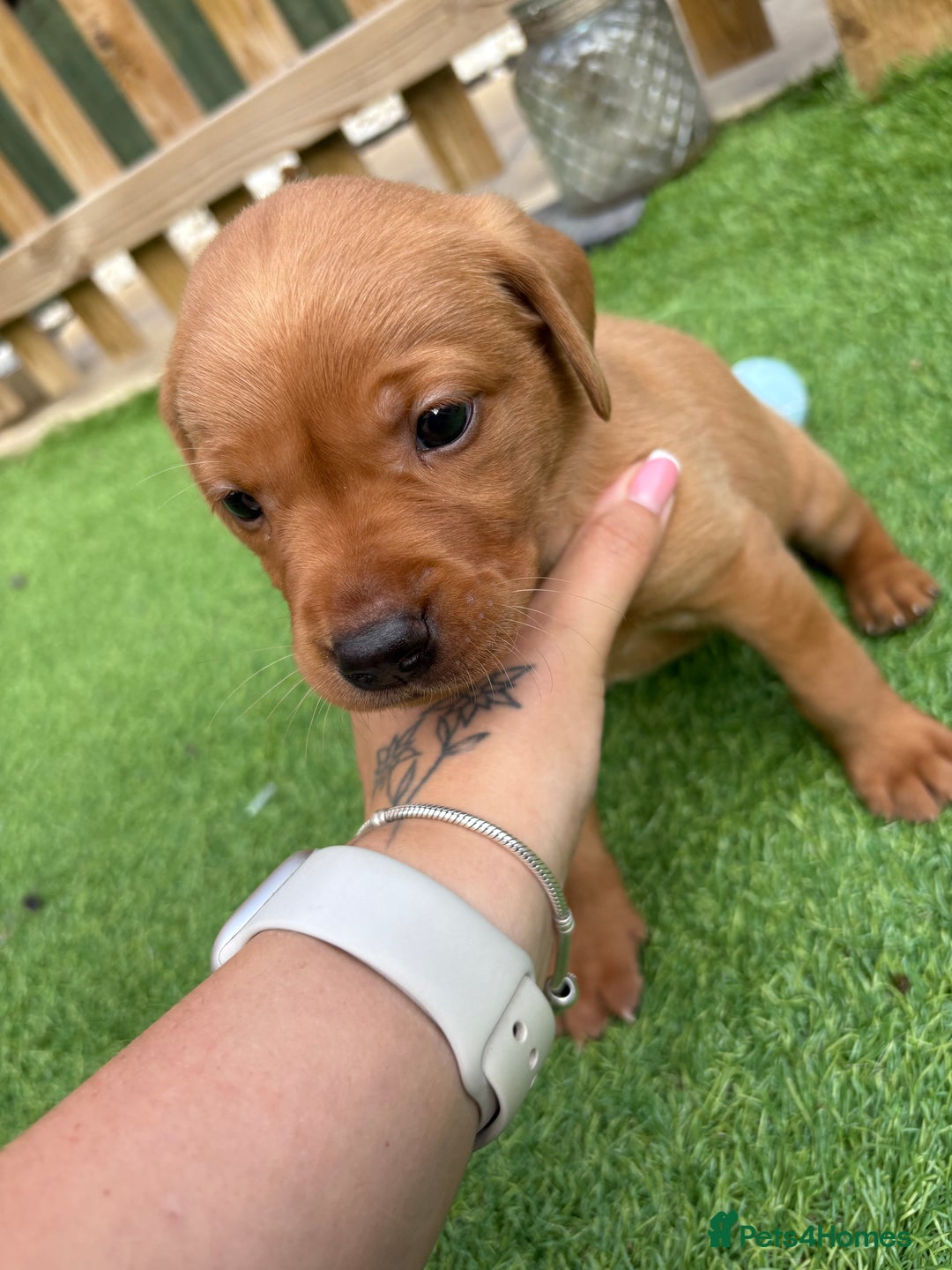 Labrador Retriever dogs for sale: Stunning Fox Red Labrador puppies  - Image 29