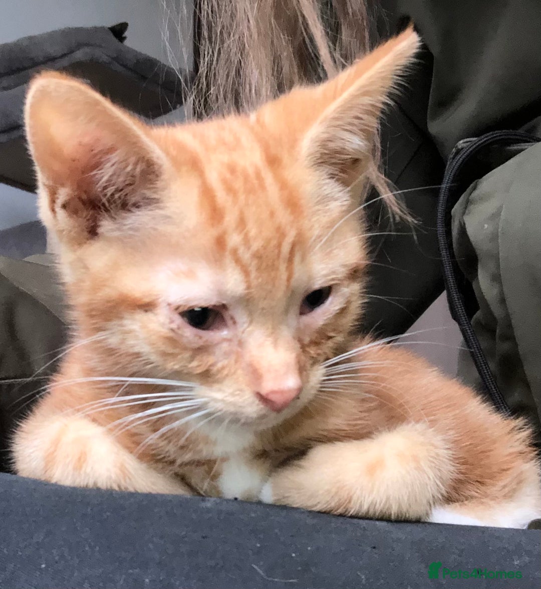 Mixed Breed cats for sale: Three Male Ginger & White Kittens Available - Image 7