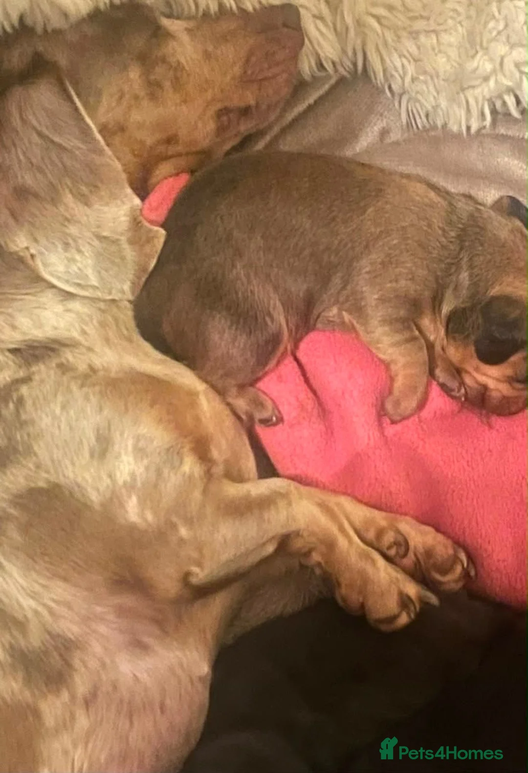 Miniature Dachshund dogs for sale: Miniature dachshund puppies - Advert 2
