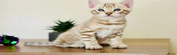 Bengal cats for sale: ⭐⭐⭐ Pedigree Bengal TICA registered Kittens ⭐⭐⭐ - Advert 24