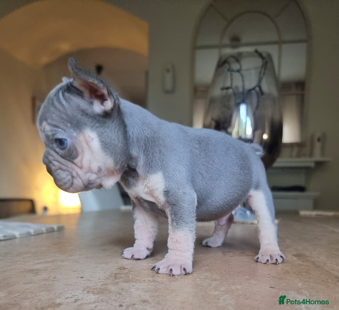French Bulldog dogs for sale: Beautiful French bulldogs - Image 7