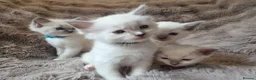 Ragdoll cats for sale:  🏆GCCF REG. EXTENSIVELY TESTED RAGDOLL KITTENS 🌟 - Advert 22