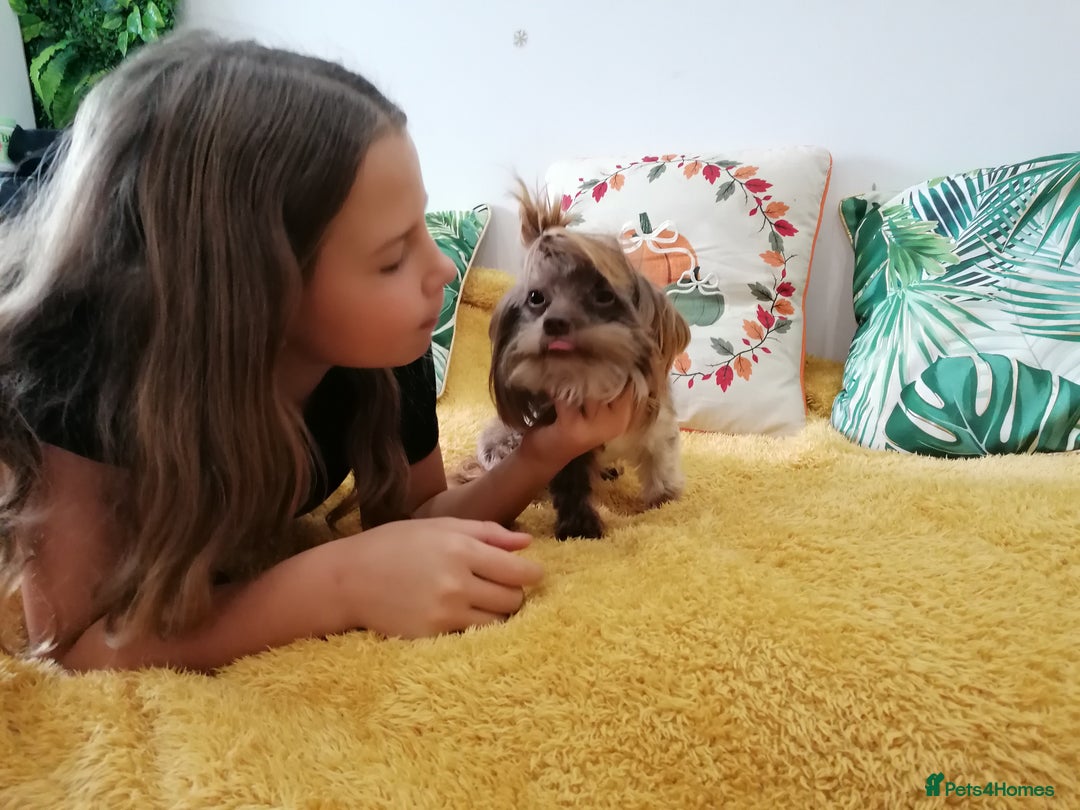 Yorkshire Terrier dogs for adoption: 💙🐶 COCO 🐶💙 - Image 17
