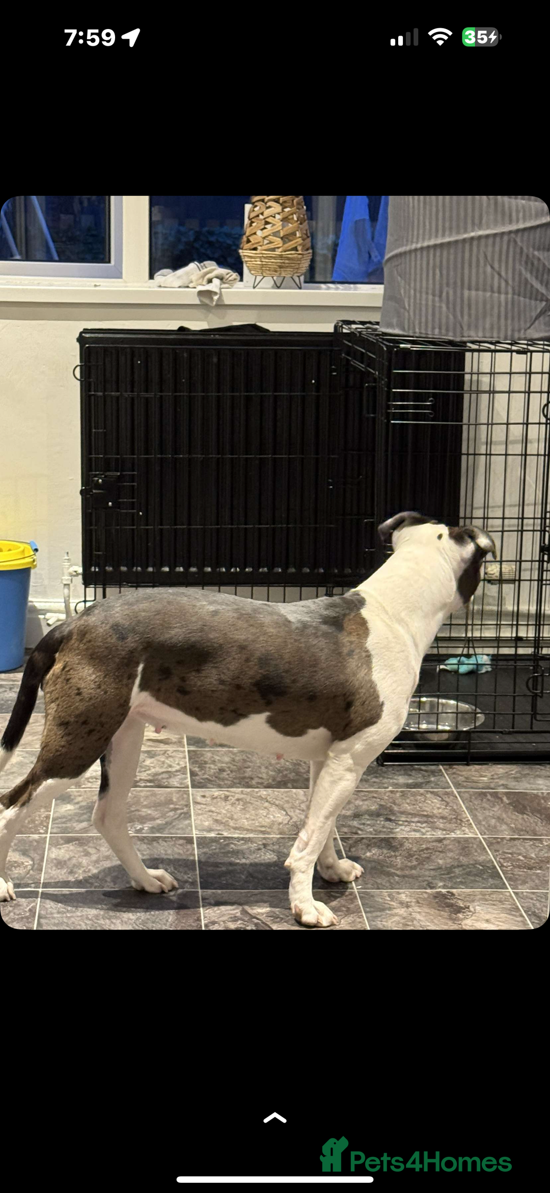 Mixed Breed dogs for sale: Staffy x shar pei female pups 3 - Image 9