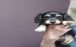 Miniature Dachshund dogs for sale: READY NOW BLACK & CREAM KC REG MINI L HAIRED DAXIS - Image 4