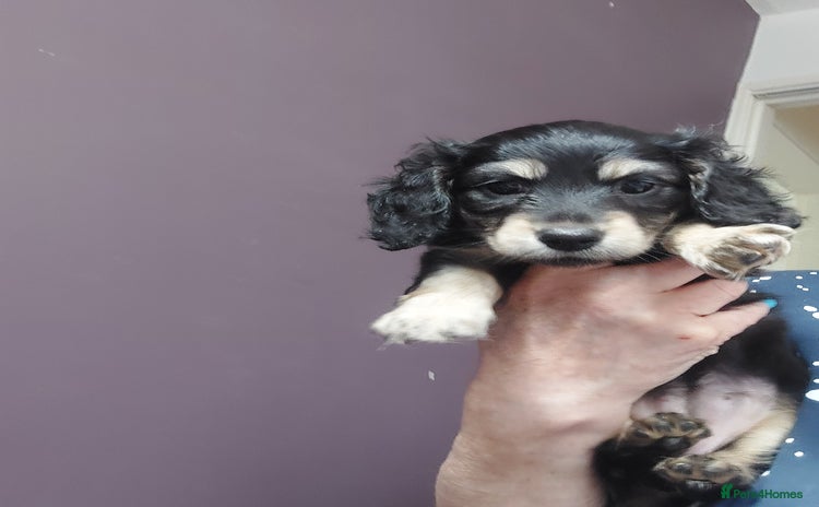 Miniature Dachshund dogs - Advert 3