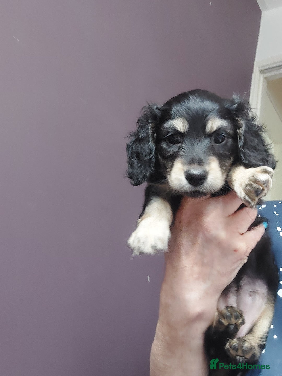 Miniature Dachshund dogs for sale: READY NOW BLACK & CREAM KC REG MINI L HAIRED DAXIS - Image 4