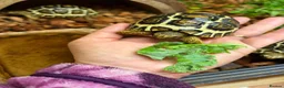 Tortoise reptiles for sale: Leopard Tortoise Babies,Rare HighWhites/ Standard  - Advert 4