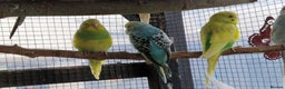 Budgerigars birds for sale: Baby budgies for sale from 15th Dec  - Advert 12