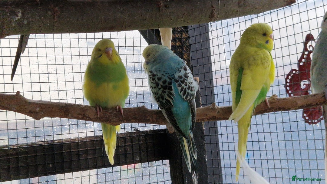 Budgerigars birds for sale: Baby budgies for sale from 15th Dec  - Advert 12