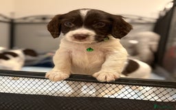 Cocker Spaniel dogs for sale: Cocker spaniel puppies ready for forever home - Advert 6