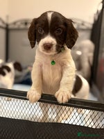 Cocker Spaniel dogs Cocker spaniel puppies ready for forever home - Advert 1