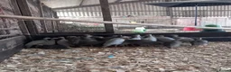 Guinea Fowl poultry for sale: Mixed Guinea fowl in Leamington Spa - Advert 2