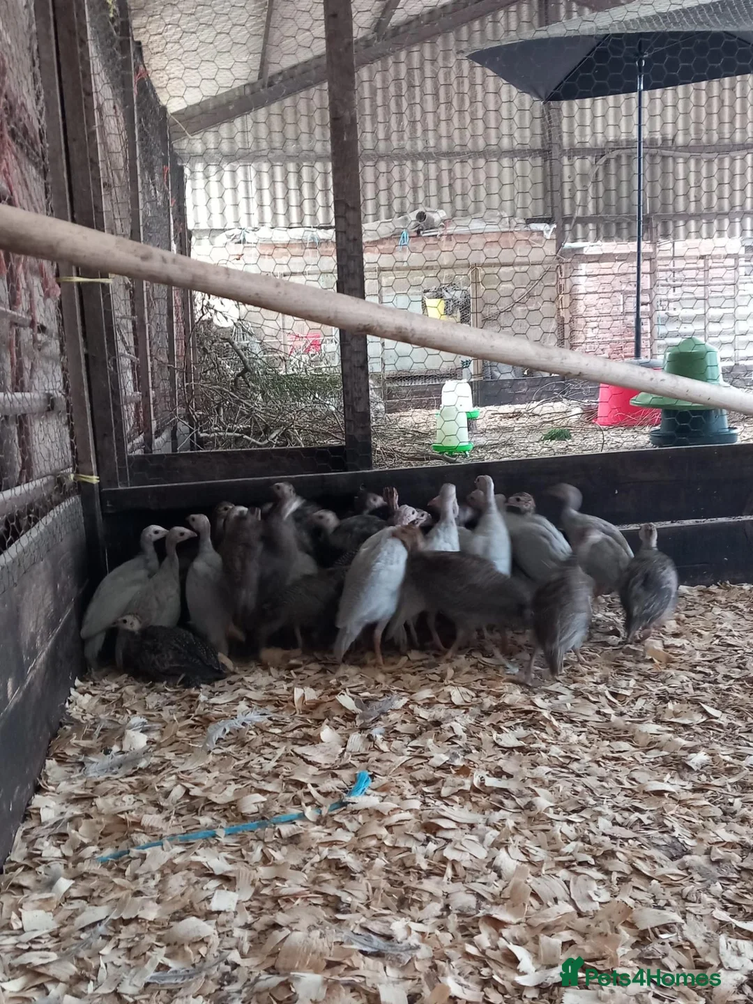Guinea Fowl poultry for sale: Mixed Guinea fowl in Leamington Spa - Advert 2